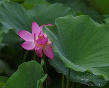 夏荷初开