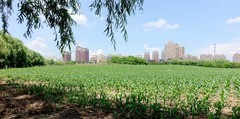 玉米地