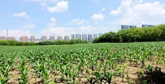 玉米地