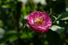 2026100 蔷微花