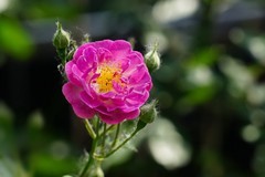 2026100 蔷微花