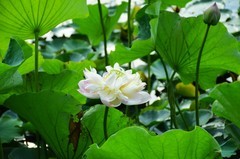 满池荷花盛开再拍