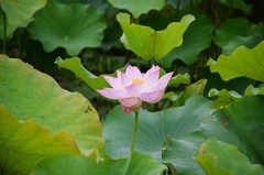 满池荷花盛开再拍