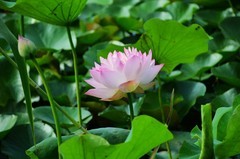 满池荷花盛开再拍