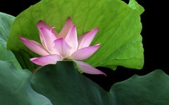 [26289] 流花湖的荷花（7）