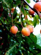 秋雨海棠