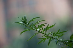 练手