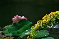 【视觉光影】夏 日 荷 莲 （3）