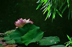 【视觉光影】夏 日 荷 莲 （3）