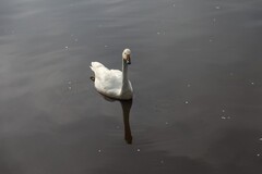 神农架大九湖里的天鹅