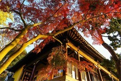 2025年第0875贴-无锡鼋头渚公园纪实拍（1218）