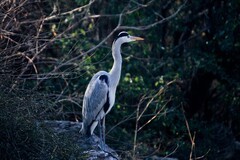冬日——明湖杂拍