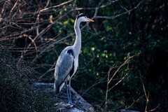 冬日——明湖杂拍