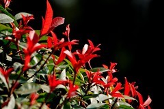 冬日——明湖杂拍