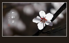 洁白漂亮的山桃花