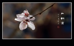 洁白漂亮的山桃花