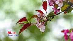 成都植物园（1）