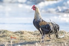 日本长尾鸡（7）