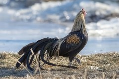 日本长尾鸡（7）