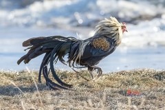 日本长尾鸡（7）