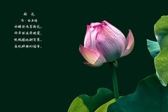 《荷    花  》  （宋 · 白玉蟾）