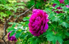 国色天香牡丹花（十一）