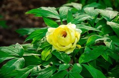 国色天香牡丹花（十一）