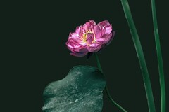 《荷    花  》  （宋 · 白玉蟾）