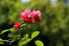 花卉(6)