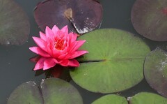 《睡莲花》