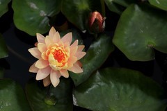 《睡莲花》