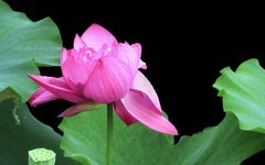 [26181] 江北休闲绿地的荷花（5）