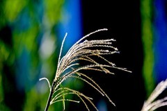 秋日——明湖杂拍