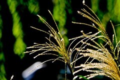 秋日——明湖杂拍