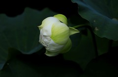 白荷花(5)