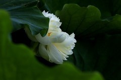 白荷花(5)