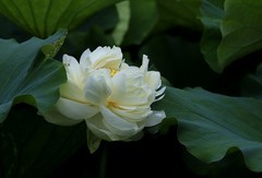 白荷花(5)