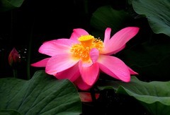 公园荷花（10）