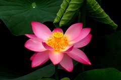 公园荷花（10）