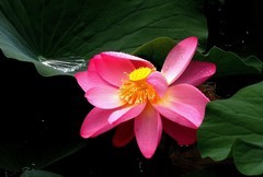 公园荷花（10）