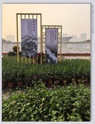 市政广场菊花展【乙巳年-229】