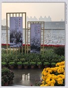 市政广场菊花展【乙巳年-229】