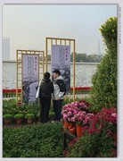 市政广场菊花展【乙巳年-229】