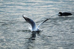 邛海小渔村（五）