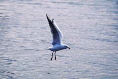 邛海小渔村（五）