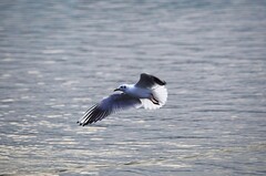 邛海小渔村（五）