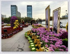 市政广场菊花展【乙巳年-304】