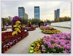 市政广场菊花展【乙巳年-304】