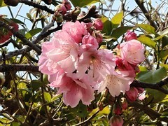 拍摄花卉一（954）