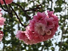 拍摄花卉一（954）